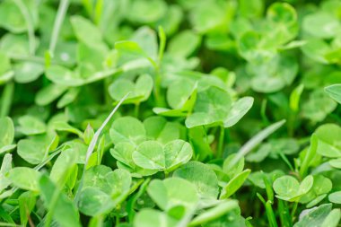 Bahçede yeşil yonca yaprakları, sığ tarla derinliği