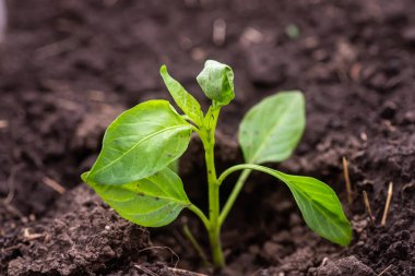 Toprakta yetişen biber tohumları, yakın plan. Buruşmuş yapraklarla postalandıktan sonra biber tohumları organik tarım..
