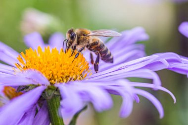 Aster Alpinus 'tan polen ya da nektar toplayan arılar ya da Alpine aster mor ya da leylak çiçeği. Çiçeklikteki papatya gibi mavi çiçek