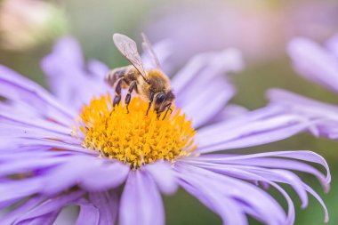 Aster Alpinus 'tan polen ya da nektar toplayan arılar ya da Alpine aster mor ya da leylak çiçeği. Çiçeklikteki papatya gibi mavi çiçek