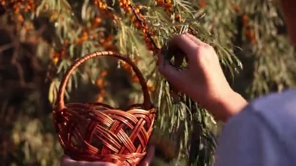 Farmer Harvesting Sea Buckthorn Berries Boy Harvesting Sea Buckthorn Berries — Stock Video