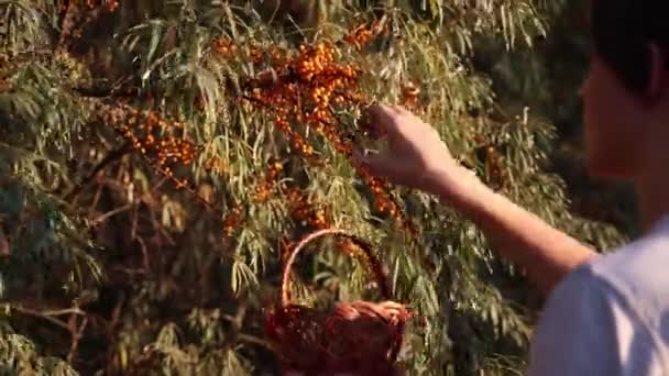 海のバックソーンベリーを収穫する農民 茂みから海のバックソーンベリーを収穫する少年 — ストック動画
