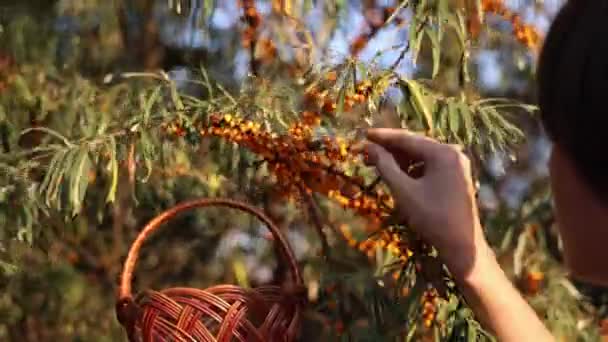 Farmer Harvesting Sea Buckthorn Berries Boy Harvesting Sea Buckthorn Berries — Stock Video
