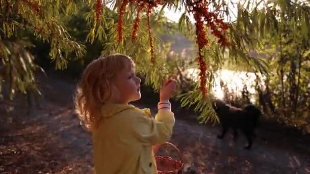 Little Girl Collects Wild Buckthorn Berries Forest Healing Medicinal Tea — Stock Video