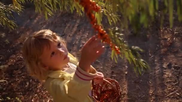 Een Klein Meisje Verzamelt Wilde Duindoornbessen Het Bos Voor Een — Stockvideo