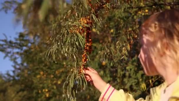 Küçük Bir Kız Iyileştirici Çay Için Ormanda Yabani Üzüm Topluyor — Stok video
