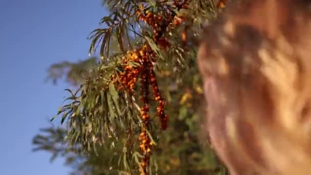 小さな女の子は 癒しの薬用紅茶のために森で野生のバックソーンベリーを集めます 活気あふれるオレンジ色のバックソーンベリーのクローズアップ — ストック動画