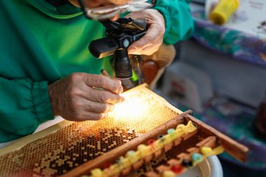 Bir arı yetiştiricisi kraliçe arı hücrelerinde kraliçe arılar yetiştirmek için arı larvaları seçer. Kraliçe arı yetiştirmek için seçilen arı larvası. Çerçevedeki bal peteklerinden larva toplamak için bir araç. Balarısı Kraliçesi Grafting Larva 'dan DIY Queen Cups' a. Seçici odak.