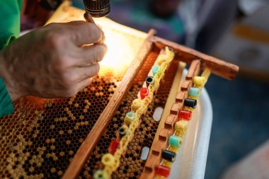 Kraliçe arı yetiştirmek için seçilmiş arı larvası. Çerçevedeki bal peteklerinden larva toplamak için bir araç. Balarısı Kraliçesi Grafting Larva 'dan DIY Queen Cups' a. Seçici odak.