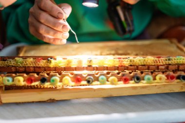 Kraliçe arı yetiştirmek için seçilmiş arı larvası. Çerçevedeki bal peteklerinden larva toplamak için bir araç. Balarısı Kraliçesi Grafting Larva 'dan DIY Queen Cups' a. Seçici odak.