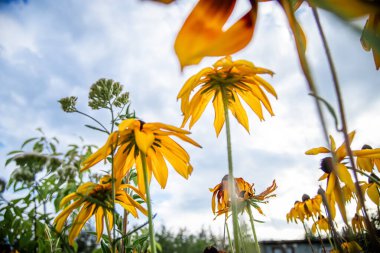 Rudbeckia hirta, koni çiçekleri ve siyah gözlü susanlar parktaki bir çiçek tarlasında gökyüzünün arka planında