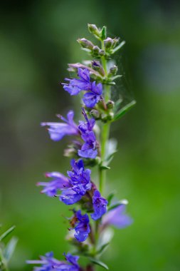 Bulanık arkaplanı olan mavi salvia resmi çiçeğini kapat..