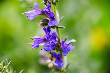 Bulanık arkaplanı olan mavi bir Salvia çiçek resmi..