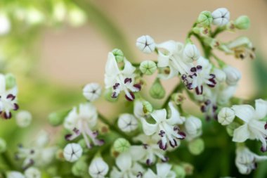 Taze Valeriana resmi çiçekleri kapanıyor. Güzel beyaz çiçekler makro fotoğraf