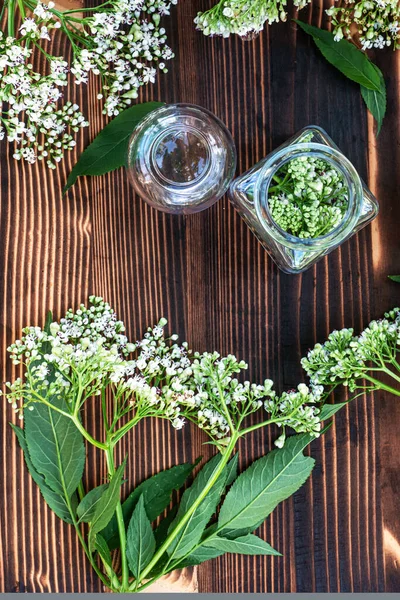Glass jar with cut plant parts Fresh Valeriana officinalis flowers close up. Preparation of medicinal herbs for drying and production of elexirs and infusions.