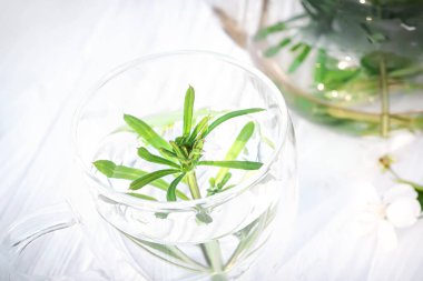 Galium aparine satırlar, clivers, goosegrass, catchweed, stickyweed, robin Çalıştır hedge, yapışkan willy, yapışkan söğüt, stickyjack, stickeljack ve kavrama çimen