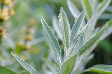 Arka planda sarı çiçekler olan yeşil bir adaçayı yaprağını kapat.