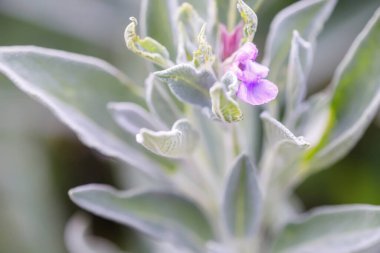 Salvia Officinalis 'e yakın, yaygın olarak adaçayı olarak bilinir..