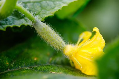 Yeşil yapraklı salatalık çiçeği, yakın çekim makrosu.