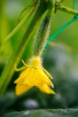 Bahçedeki salatalık çiçeği. Sığ alan derinliğine sahip seçici odak.