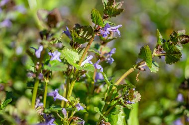 Glechoma hederacea, Nepeta hederacea, baharda çimenlikte çiçek açarken. Alternatif tıpta şifacı tarafından kullanılan mavi ya da mor çiçekler