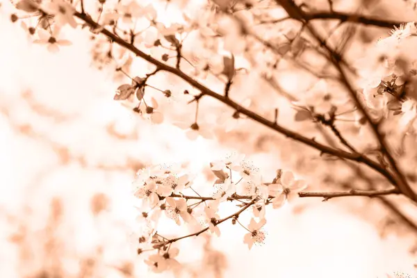 Color 2024. Flowers on a cherry tree in spring. Color of the Year concept. Flowers of Cherry plum or Myrobalan Prunus cerasifera blooming in the spring on the branches. Designer tinted peach fuzz