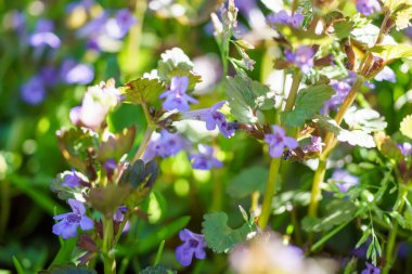 Glechoma hederacea, sürünen Charlie, alehoof, tuntoof, kedi ayağı, baharda çimenlikte çiçek açarken merhem. Alternatif tıpta şifacı tarafından kullanılan mavi ya da mor çiçekler