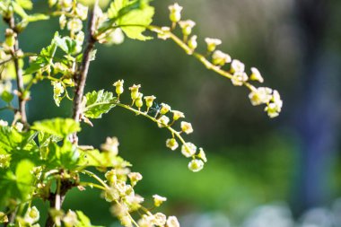 Baharda bahçede bir dalda kuşüzümü çiçeği, Ribes Rubrum..