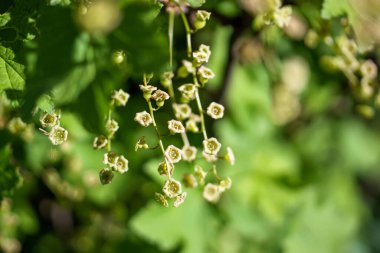 Bahçedeki bir dalda kuş üzümü çiçekleri, yakın plan. Ribes Rubrum..