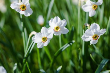 Baharda yeşil bir çayırda beyaz nergisler.