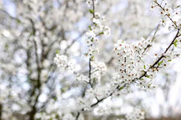 spring flowering of flowers on a tree, white flowers on a branch cherry tree blossom flowers blooming in spring.