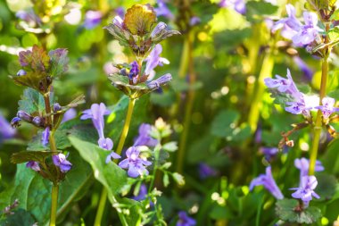 Glechoma Hederacea, Nepeta Glechoma Benth baharda çiçek açarken Jenny 'i çimlerin üzerinde süründürmek. Alternatif tıpta şifacı tarafından kullanılan mavi ya da mor çiçekler.