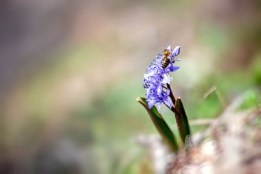 Mavi bir Scilla Siberica üzerindeki arı, Sibirya Squill 'i ya da ağaç Squill' i, bahar ormanında.