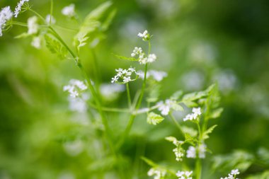 Chervil, Anthriscus cerefolium), Fransız maydanozu ya da Chervil bahçesi. Ormanda küçük beyaz çiçekler. Sığ alan derinliği.