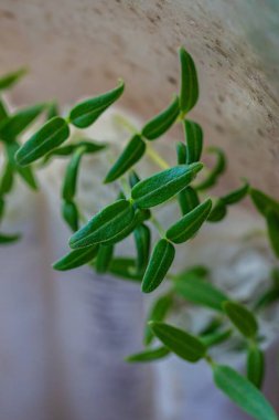 Tuvalet kağıdında fidanlar yetişiyor. Genç balkabağı ya da kabak filizleri. Baharda bahçede tohum yetiştirmek için mikroyeşillik filizlenmesi. Serinin kağıt parçalarında vejetaryen ve vejetaryen yiyecekler filizlenmiştir.