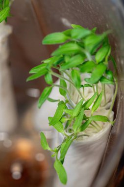Kağıt üzerinde fidelerin filizlenmesi. Tohum yetiştirmek için çiftçilerin tohum ekme yöntemleri. Yeşil biber filizleri ve tuvalet kağıdına sarılı kabak.