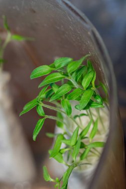 Kağıt üzerinde fidelerin filizlenmesi. Tohum yetiştirmek için çiftçilerin tohum ekme yöntemleri. Yeşil biber filizleri ve tuvalet kağıdına sarılı kabak.
