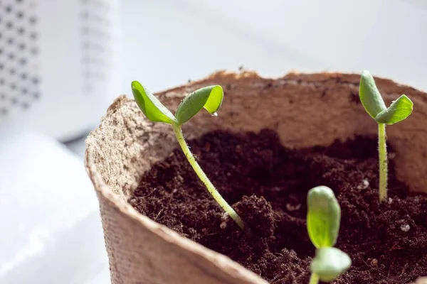 Výsev Cukety Vyklíčení Semen Transplantuje Půdy Pěstování Udržitelné Zeleniny Pro Stock Snímky