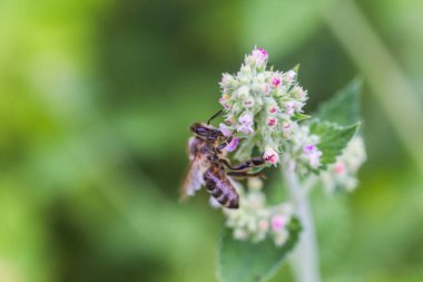 Lamium albüm, beyaz ısırgan otu, beyaz ölü-ısırgan otu mor çiçekler. Bal arısı Lamium albümünden nektar topluyor. Boşluğu kopyala