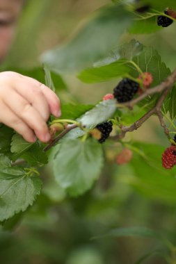 olgun dut meyveleri - dut ağacı.