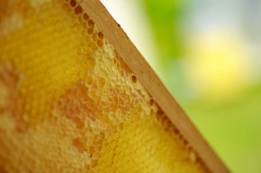 Çerçevede sarı hücreler var. Olgun ballı bal çerçevesi. Balpetekleri akasya balı dolu ahşap küçük çerçeve.