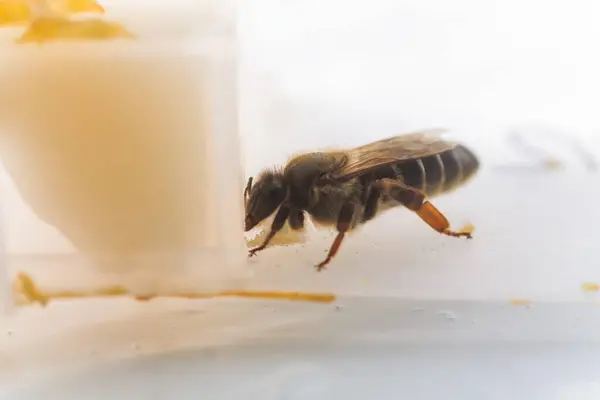 The queen bee during the flight before artificial insemination. Cell for the transportation of queen bees.