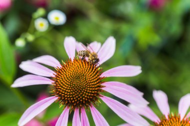 Ekinezya çiçeğine yakın çekim, koni çiçekleri. Arı, Echinacea purpurea çiçeğinden nektar toplar..