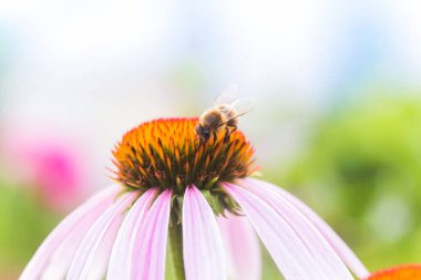 Ekinezya çiçeğine yakın çekim, koni çiçekleri. Arı, Echinacea purpurea çiçeğinden nektar toplar..