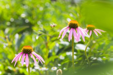 Ekinezya çiçeğine yakın çekim, koni çiçekleri. Arı, Echinacea purpurea çiçeğinden nektar toplar..