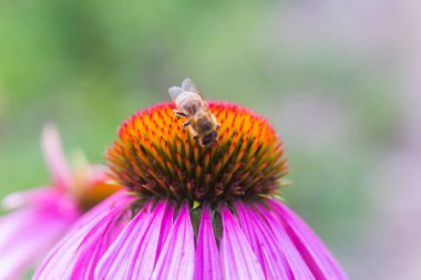 Ekinezya çiçeğine yakın çekim, koni çiçekleri. Arı, Echinacea purpurea çiçeğinden nektar toplar..