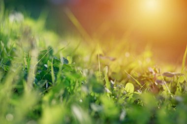Yonca, folyo, günbatımında Trifoliumat cinsi güneş ışığı otları ve yoncaları aydınlatır. Çayırda yetişen yabani yonca. Patrick Günü.