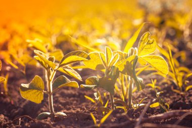 Glycine max, soya fasulyesi, soya fasulyesi endüstriyel ölçekte soya fasulyesi yetiştiriyor. Vejetaryenler için ürünler. Güneşli bir günde tarımsal soya çiftliği. Yabani otlarla dolu tedavi edilmemiş bir alan..