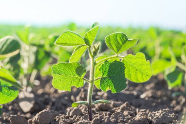 Glycine max, soya fasulyesi, soya fasulyesi endüstriyel ölçekte soya fasulyesi yetiştiriyor. Soya fasulyesi tarlasında çiçekli genç soya fasulyesi bitkileri. Tarımsal soya çiftliği geçmişi.