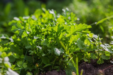 Arugula yaprakları, bahçe roketi, batan güneşin ışınlarında eruca. Köydeki bahçede taze yeşil yapraklar. GDO olmayan diyet ürünü. Ekolojik tarım. Vejetaryenler ve Vejetaryenler için Salata İçi